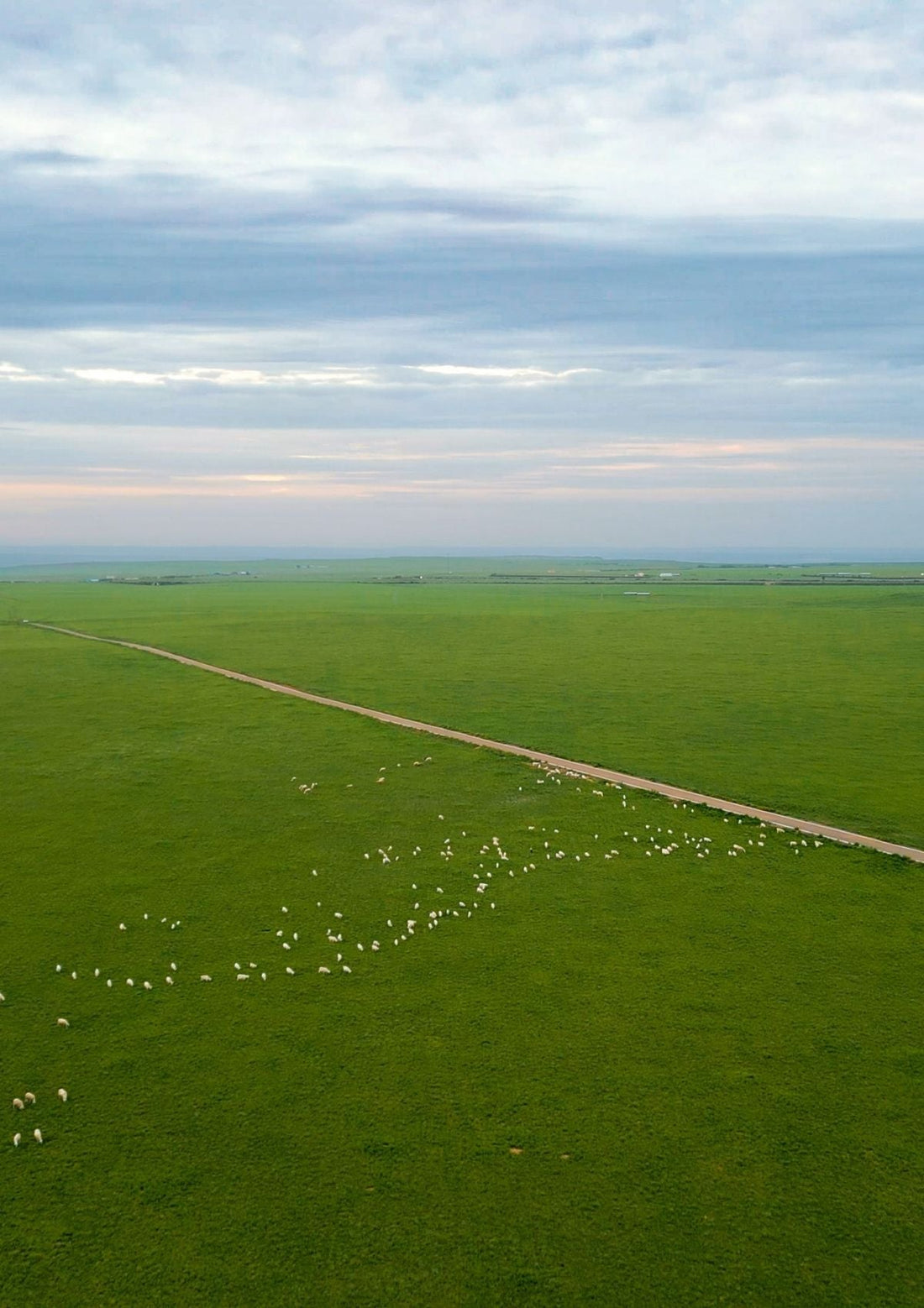 Why Mongolian Cashmere Is the World’s Finest?