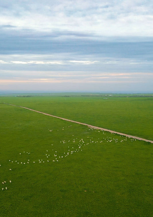 Why Mongolian Cashmere Is the World’s Finest?