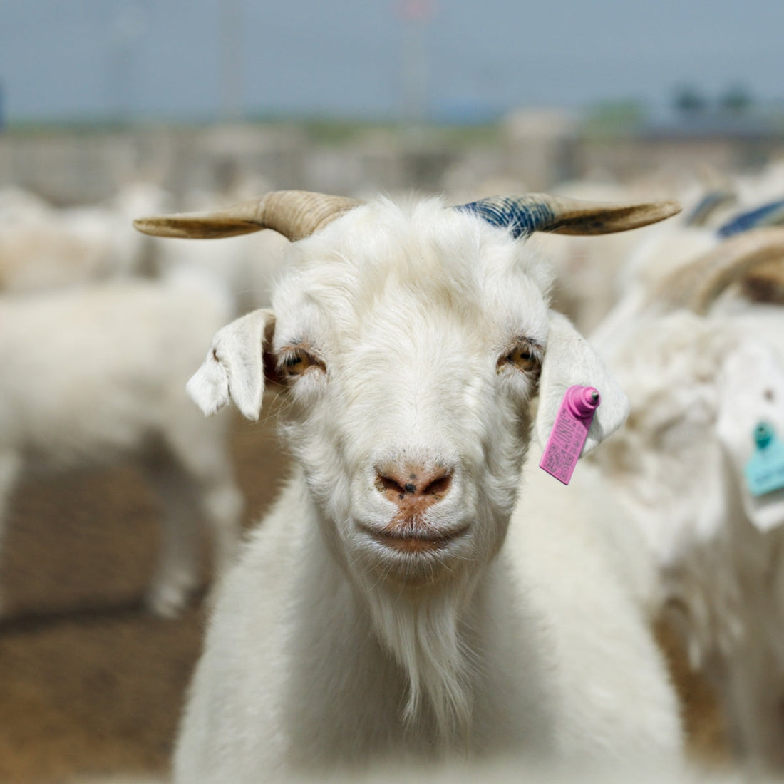 The Truth About Cashmere Starts With the Goat