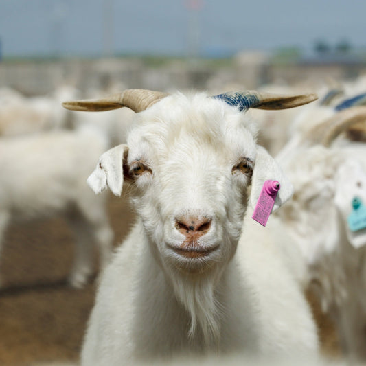 The Truth About Cashmere Starts With the Goat